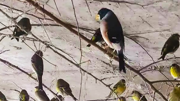 開元寵食同護鳥衛(wèi)士助力野生鳥重返家園