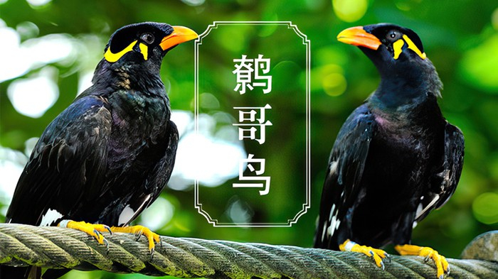 八哥、鷯哥的飼養(yǎng)方案