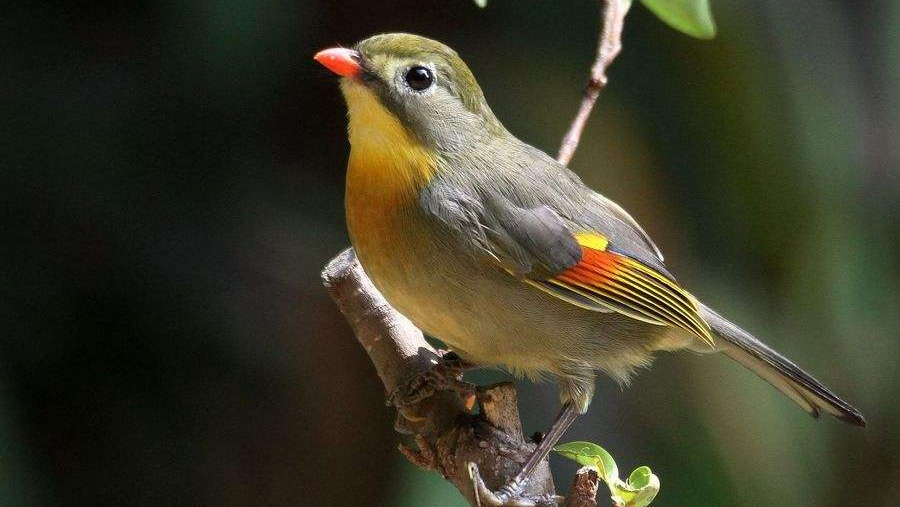 紅嘴相思鳥真的相思嗎?為什么叫相思鳥?